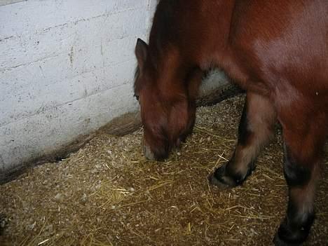 Anden særlig race Baloo  billede 20