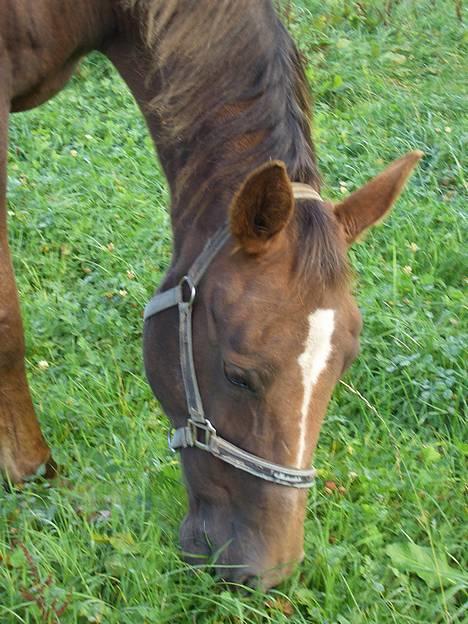 Traver Pam n s  •RIP• - Trav.. hehe... billede 5