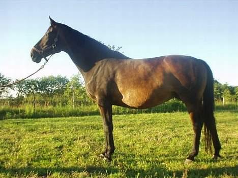 Dansk Varmblod Bouquet billede 1