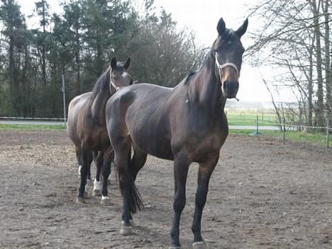 Dansk Varmblod Bouquet billede 2