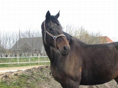 Dansk Varmblod Bouquet billede 3