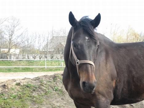 Dansk Varmblod Bouquet billede 4