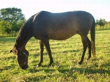 Dansk Varmblod Bouquet billede 5