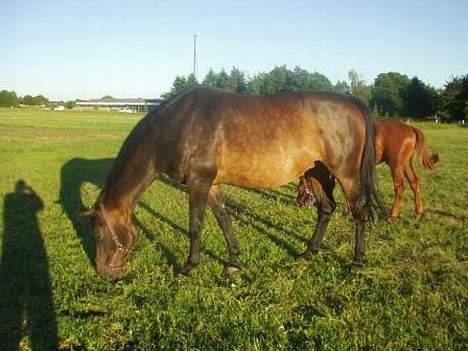 Dansk Varmblod Bouquet billede 6