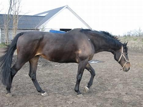 Dansk Varmblod Bouquet billede 7