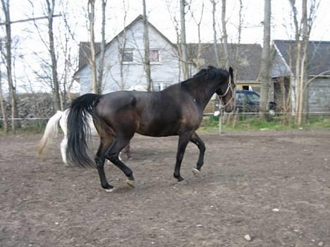 Dansk Varmblod Bouquet billede 8