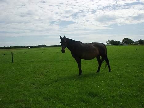 Dansk Varmblod Bouquet billede 9