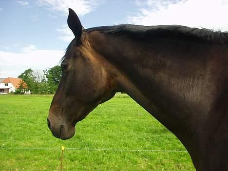 Dansk Varmblod Bouquet billede 10