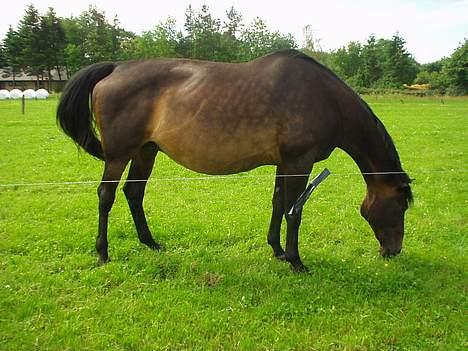 Dansk Varmblod Bouquet billede 11