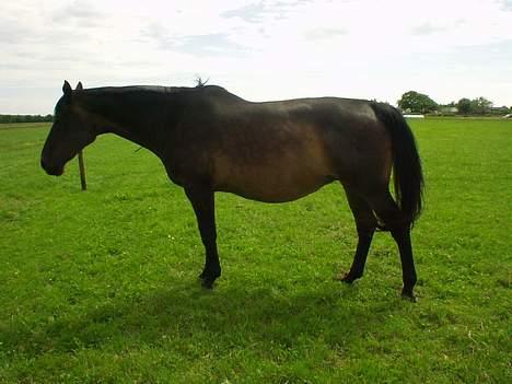 Dansk Varmblod Bouquet billede 12