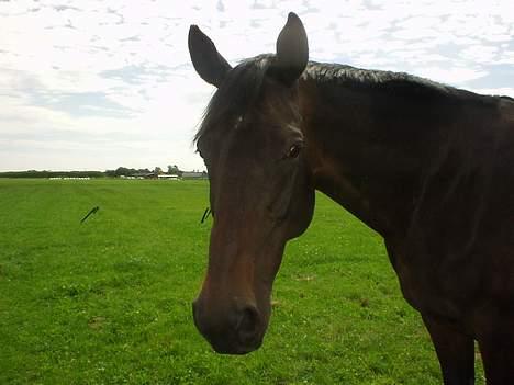 Dansk Varmblod Bouquet billede 13