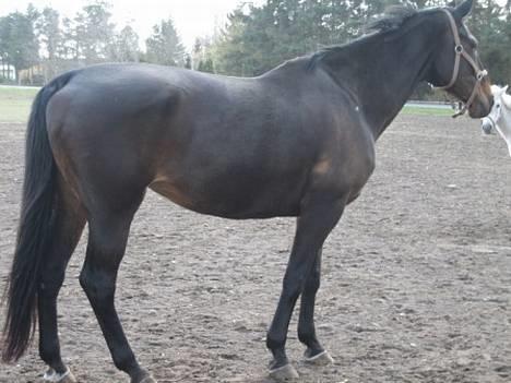 Dansk Varmblod Bouquet billede 14