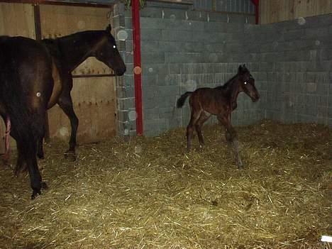 Dansk Varmblod Bouquet billede 15