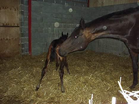 Dansk Varmblod Bouquet billede 16