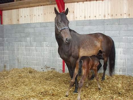 Dansk Varmblod Bouquet billede 17