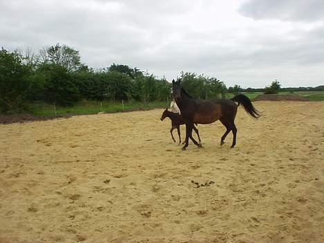 Dansk Varmblod Bouquet billede 18