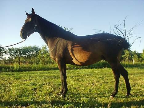 Dansk Varmblod Bouquet billede 19