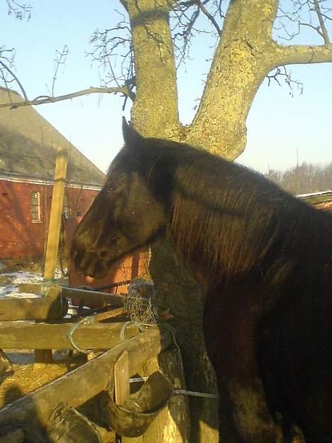 Anden særlig race Moonlight Shadow billede 5