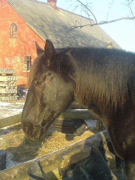 Anden særlig race Moonlight Shadow billede 6