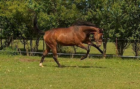 Trakehner Kejserinden(SOLGT) billede 1