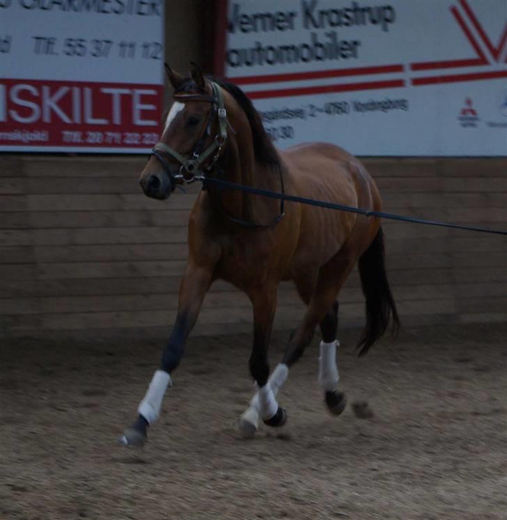 Trakehner Kejserinden(SOLGT) - Fly me to the moon and let me play among the stars... billede 2