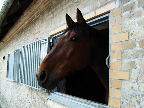 Anden særlig race Skipper *Solgt* billede 1