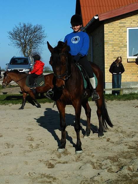 Anden særlig race Skipper *Solgt* billede 3