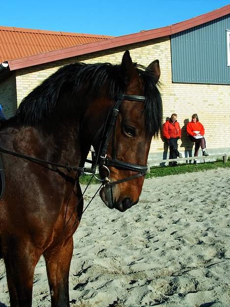 Anden særlig race Skipper *Solgt* billede 4