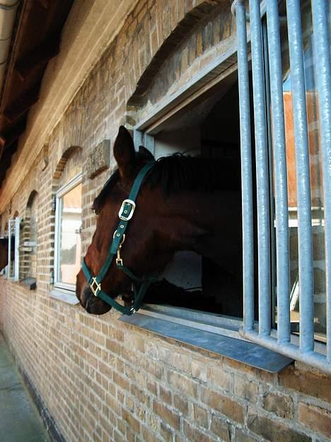 Anden særlig race Skipper *Solgt* billede 5