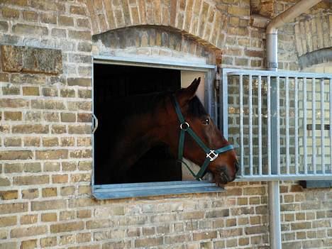 Anden særlig race Skipper *Solgt* billede 6