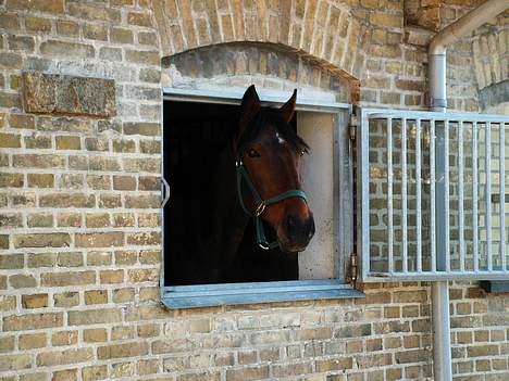 Anden særlig race Skipper *Solgt* billede 7