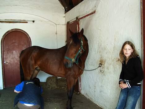 Anden særlig race Skipper *Solgt* billede 8