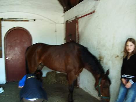 Anden særlig race Skipper *Solgt* billede 9