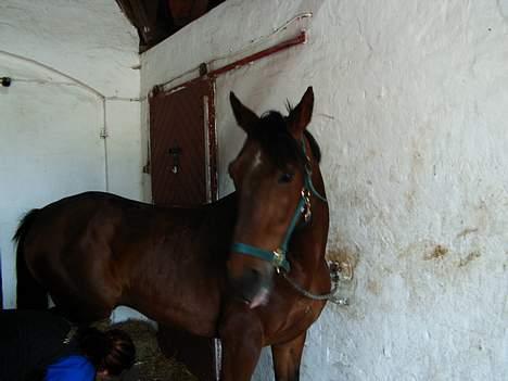 Anden særlig race Skipper *Solgt* billede 10