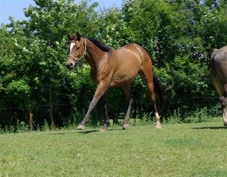 Trakehner Kejserinden(SOLGT) billede 7