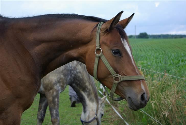 Trakehner Kejserinden(SOLGT) billede 9