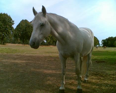 Connemara Skousboe Rockstar billede 1