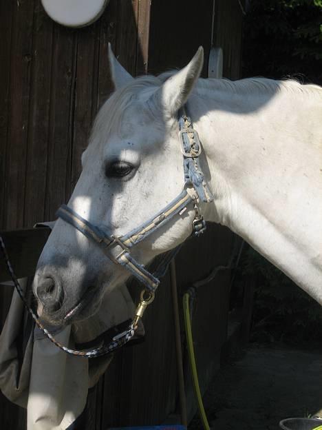 Connemara Skousboe Rockstar billede 2