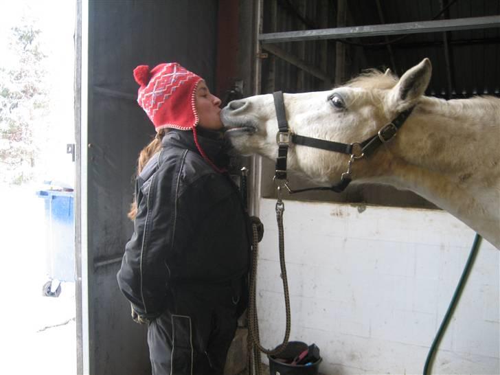 Connemara Skousboe Rockstar - Er begyndt "klikke-træning" med ham for noget tid siden og han kan nu give kys på kommando :) <3 billede 3
