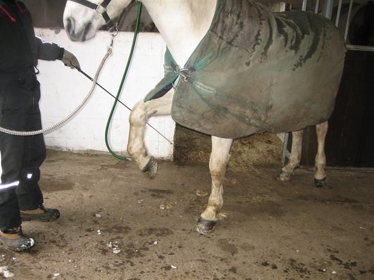 Connemara Skousboe Rockstar - videre træning til spanske skridt <3 han er bare sååå dygtig :) billede 6