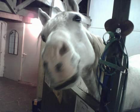 Shagya Araber (SH) Mistral (Mulle) <3 afgået ved døden :'( - Har du nogle godtter billede 15