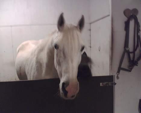 Shagya Araber (SH) Mistral (Mulle) <3 afgået ved døden :'( billede 16