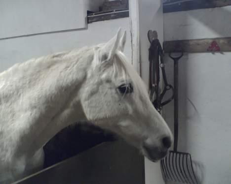 Shagya Araber (SH) Mistral (Mulle) <3 afgået ved døden :'( billede 17