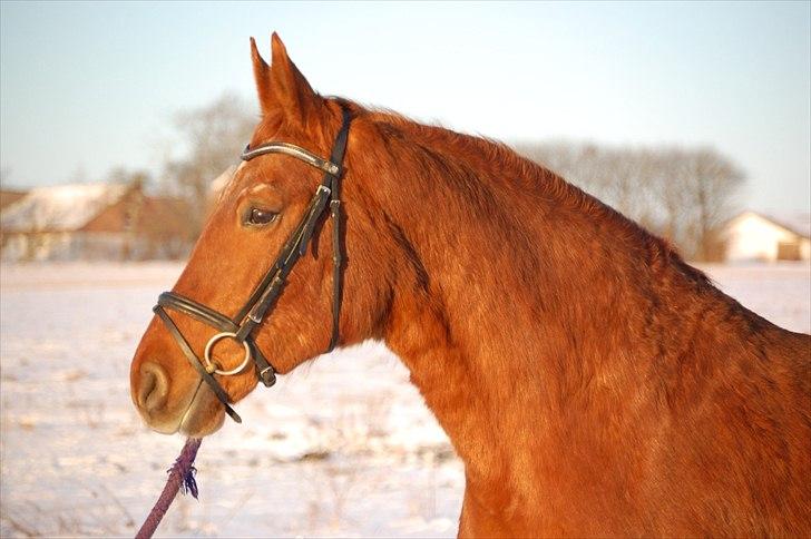 Frederiksborg Pearl FR 8099 •RIP• - nr. 13 *NYT* 14/1 er jeg ik fin? billede 11