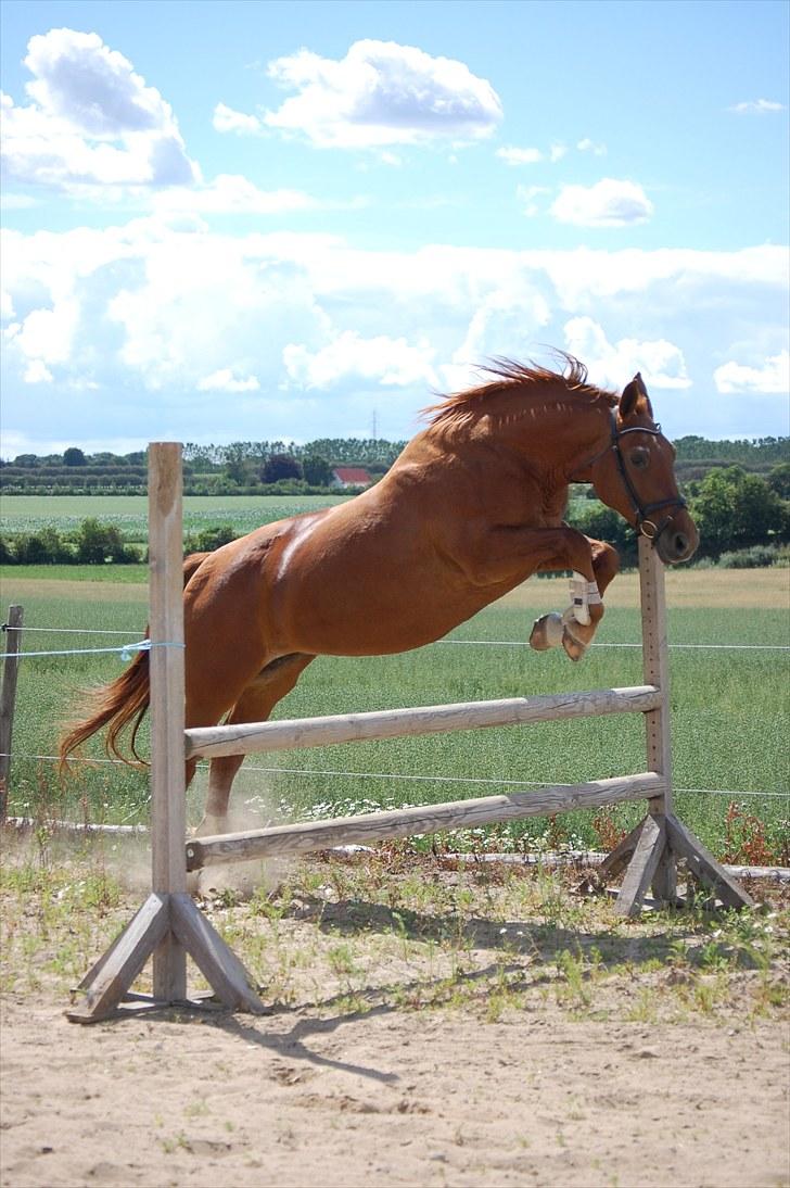 Frederiksborg Pearl FR 8099 •RIP• - nr. 15 Pearl nyder en lille ridetur i sneen, :) Min pensionerede dressurhest kan stadig :) 7/2-10 billede 12