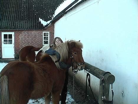 Islænder Gosi fra bakkegården - århhh... min ismule... billede 6