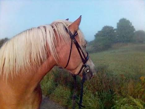 Haflinger Rosa (Død) - En tidlig morgen i september billede 1