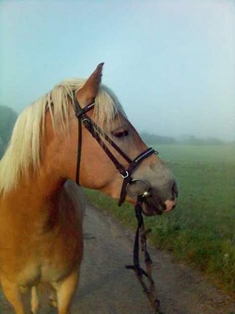 Haflinger Rosa (Død) - En tidlig morgen i september billede 2