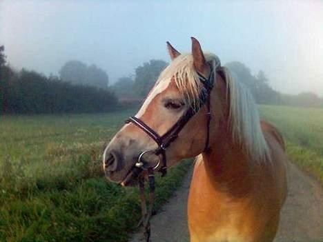 Haflinger Rosa (Død) - En tidlig morgen i september billede 3