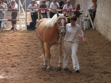 Haflinger Rosa (Død) - Til kåring i HAD september 2005 billede 6